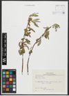 Foto von Salix alba L.